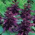 Сенатор семян сальвии (GL Seeds)