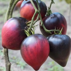 Сержант Пеппер — семена томата Breeding Seeds