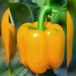 Шерок-шари насіння перцю солодкого (Hortus)
