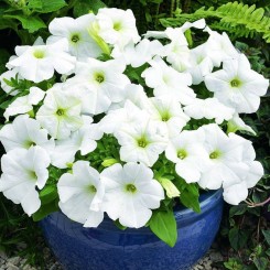 Шторм F1 белая (white) семена петунии грандифлора (Syngenta)