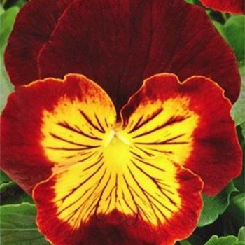Швейцарские Гиганты (Swiss Giants) Yellow Brown Bicolor желто-красный биколор семена виолы (W.Legutko)