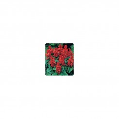 Сельва Hot Red (красная) семян сальвии блестящей (Kitano Seeds)
