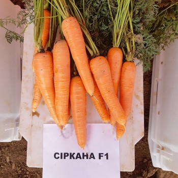 Сирана F1 (1,8-2,0) семян моркови Нантес средней 110-120 дн. 18-21 см (Nunhems)