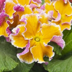 Сирококко F 1 yellow purple семена примулы бахромчатой (Syngenta)