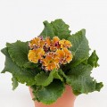 Сирококко F 1 yellow purple семена примулы бахромчатой (Syngenta)