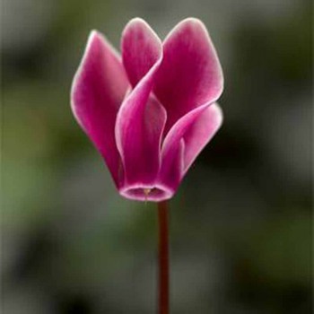 Севай F1 пурпурное пламя семян цикламена (Syngenta)