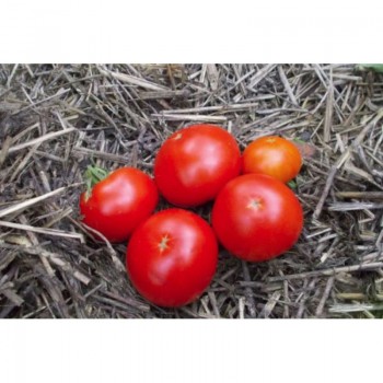 Скоросоюз насіння помідора детермінантного (GL Seeds)