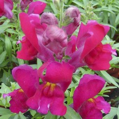 Снеппи F1 фиолетовый (violet) семена антиринума карликового (Hem Genetics)