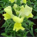 Снеппи F1 желтый (yellow) семена антиринума карликового (Hem Genetics)