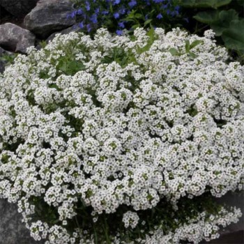 Снежный ковер белый (white) семена алиссума (GL Seeds)
