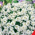 Снежный ковер белый (white) семена алиссума (GL Seeds)