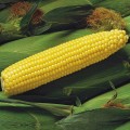 Спирит F1 семян кукурузы сладкой Su ультраранней 68 дн. до 22 см 14-16 г. (Syngenta)