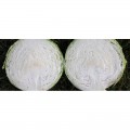 Структа F1 насіння капусти білокачанної (Takii Seeds)