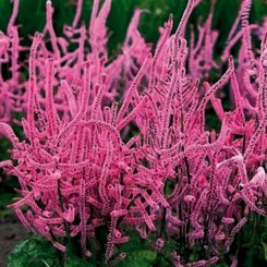 Лимониум Суворовая розовая (pink) семена (Moravoseed)
