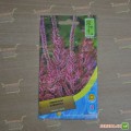 Лимониум Суворовая розовая (pink) семена (Moravoseed)