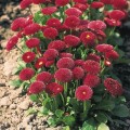 Тассо красная (red) семена маргаритки (стокротки) (Benary)