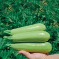 Теренум F1 семена кабачка (Spark Seeds)