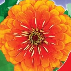Тигровый глаз семян цинии георновидной (GL Seeds)