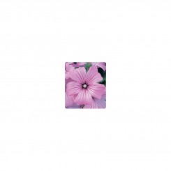 Тисато Splendid семена лаватеры (Kitano Seeds)