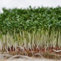 Тонизирующий (5 урожаев) набор семян микрозеленых (Agrocity)