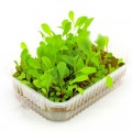 Тонизирующий (5 урожаев) набор семян микрозеленых (Agrocity)