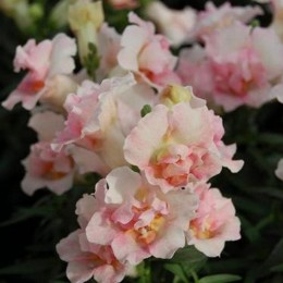 Твинные F1 яблоневый цвет (apple blossom) семян антиринума (Hem Genetics)
