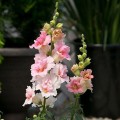 Твинные F1 яблоневый цвет (apple blossom) семян антиринума (Hem Genetics)