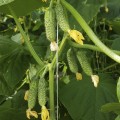 Уникум F1 семена огурца партенокарпического (Lark Seeds)