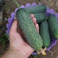 Уникум F1 семена огурца партенокарпического (Lark Seeds)
