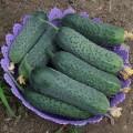 Уникум F1 семена огурца партенокарпического (Lark Seeds)
