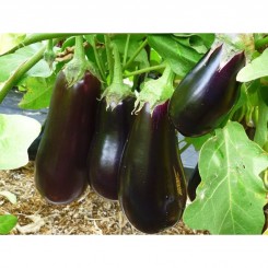 Універсал-6 насіння баклажана середнього (GL Seeds)