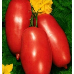 Варвара семян помидора индетерминантного (GL Seeds)