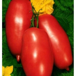Варвара семян помидора индетерминантного (GL Seeds)