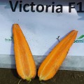 Виктория F1 (Victoria F1) семена моркови (Seminis)