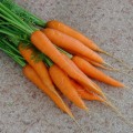 Виктория F1 (Victoria F1) семена моркови (Seminis)
