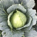 Вирджиния F1 семена капусты белокочанной (Lark Seeds)