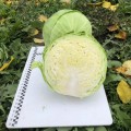 Вирджиния F1 семена капусты белокочанной (Lark Seeds)