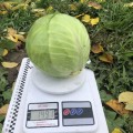 Вирджиния F1 семена капусты белокочанной (Lark Seeds)