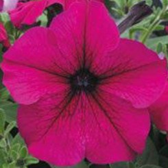 Виртуоз Руби (Ruby) семян крупноцветковой петунии (Kitano Seeds)