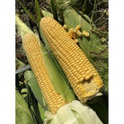 1801 F1 семена кукурузы суперсладкой Sh2 (Lark Seeds)