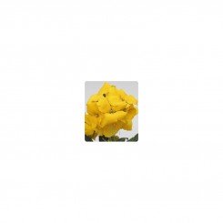 Абсолют Yellow (желтый) семян лакфиоля (Kitano Seeds)