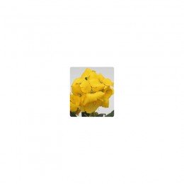 Абсолют Yellow (желтый) насіння лакфіоля (Kitano Seeds)