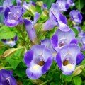 Адажіо Blue / White насіння торенії (Kitano Seeds)