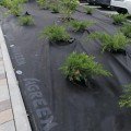 Агротканина чорна з перфорацією (щільність 55г/м2) (Agreen)