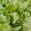 Айс Сіркл насіння салату тип Айсберг (Syngenta)
