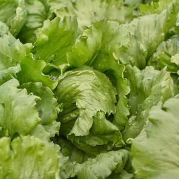 Айс Сіркл насіння салату тип Айсберг (Syngenta)