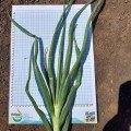 Альбатрос F1 насіння цибулі ріпчастої озимої (LibraSeeds)
