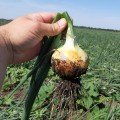Альбатрос F1 насіння цибулі ріпчастої озимої (LibraSeeds)