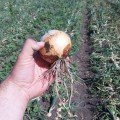 Альбатрос F1 насіння цибулі ріпчастої озимої (LibraSeeds)