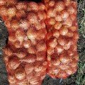 Альбатрос F1 насіння цибулі ріпчастої озимої (LibraSeeds)